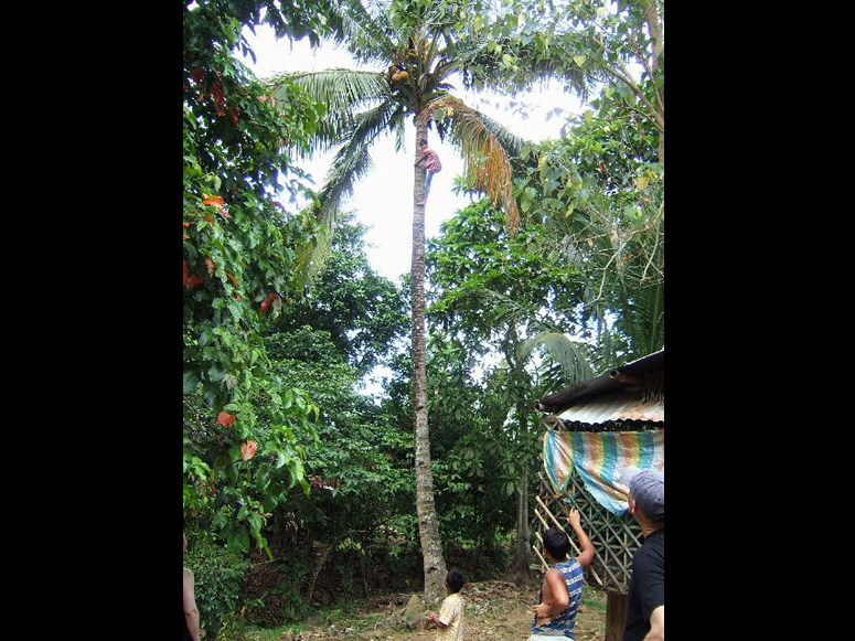 See the Guy in the Tree?